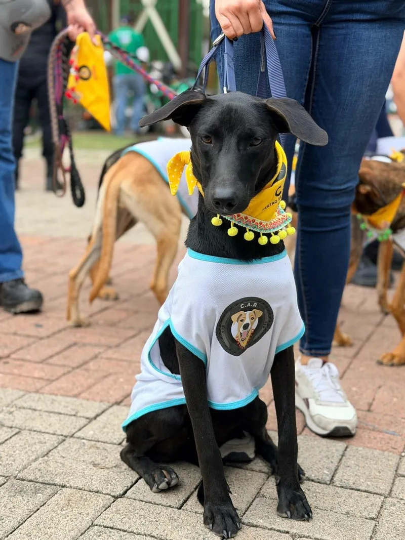 A baby medium-sized female Black Labrador Retriever dog named Gigi for adoption in Manvel, TX
