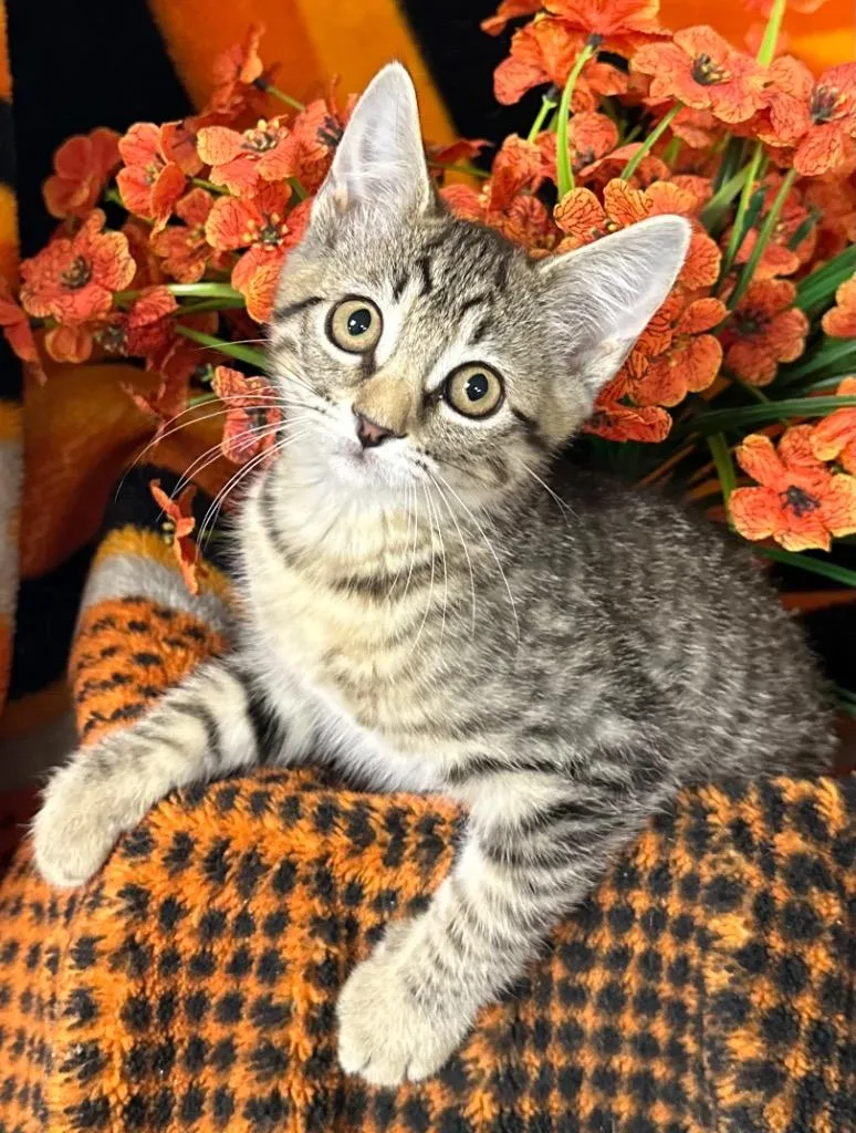 A baby small-sized female Domestic Short Hair cat named Pip for adoption in Stillwater, OK