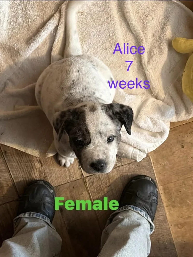 A baby small-sized female Australian Cattle Dog / Blue Heeler dog named Alice for adoption in Welling, OK
