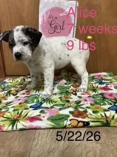 Alice thumbnail 2