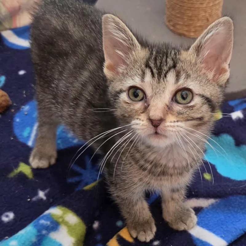 A baby small-sized female Brown / Chocolate Domestic Short Hair cat named Cherry Sakura for adoption in South Elgin, IL