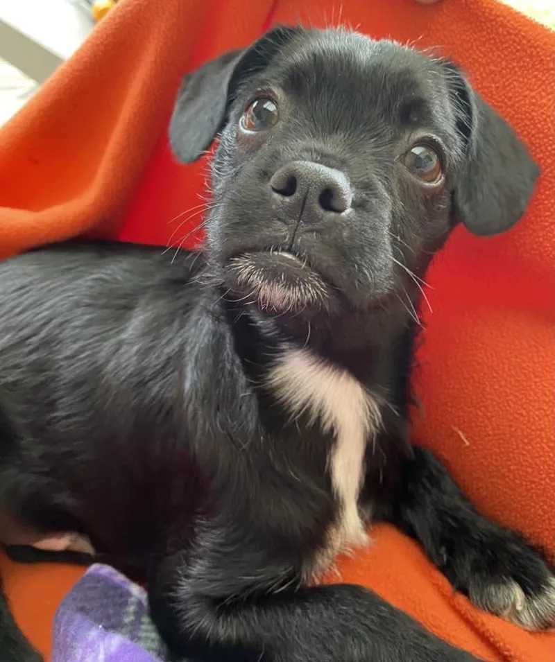 A young small-sized male Black Terrier dog named Rufus for adoption in Eugene, OR