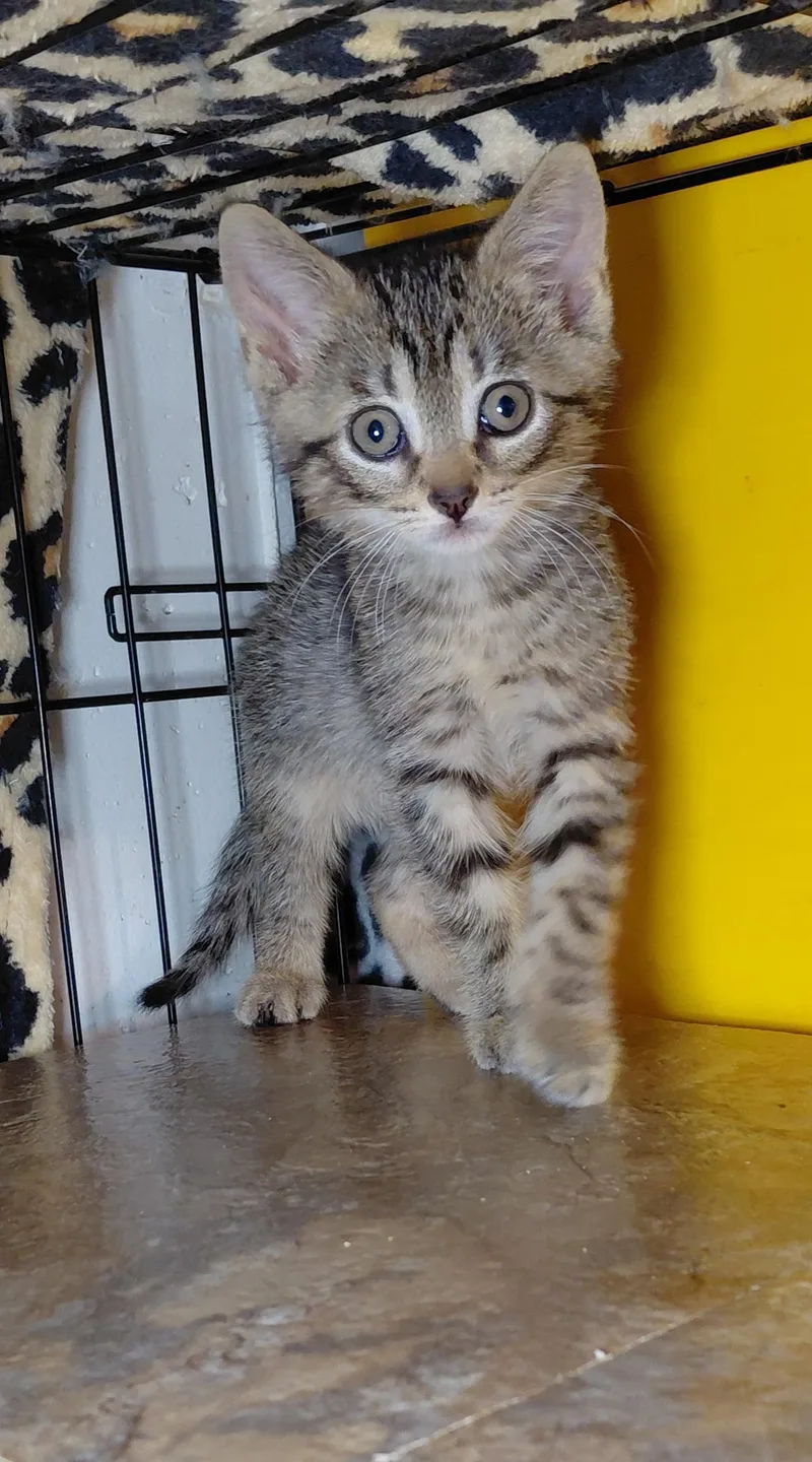 A baby medium-sized male Gray / Blue / Silver Domestic Short Hair cat named Penne for adoption in Bethpage, NY