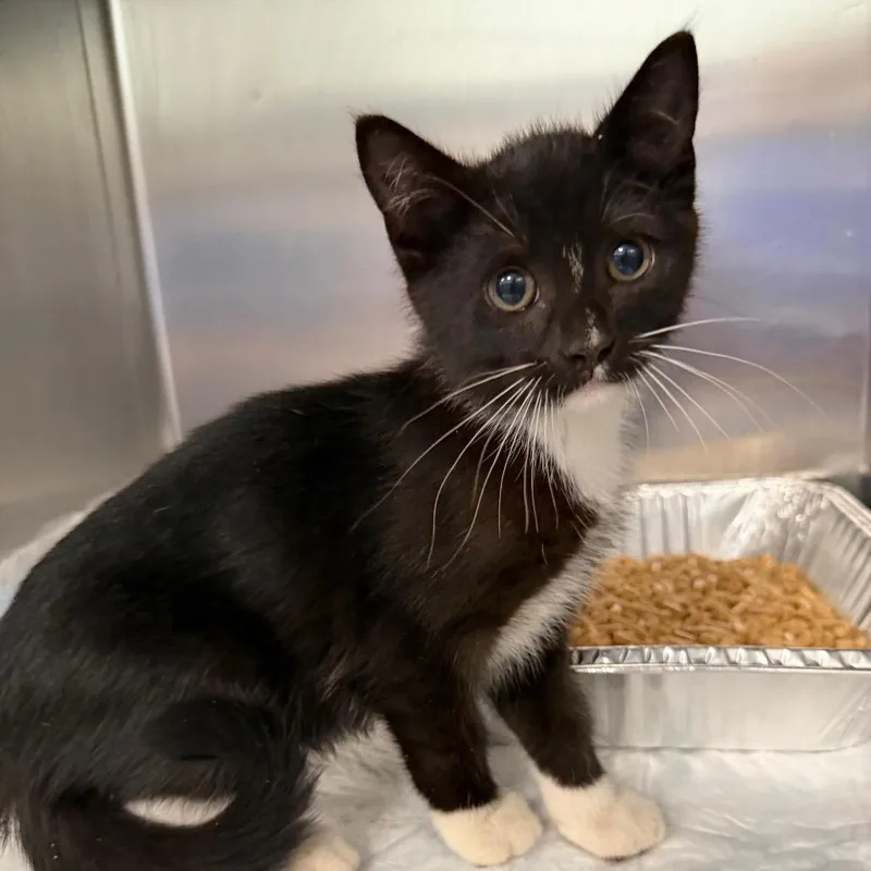 A baby small-sized male Brown / Chocolate Domestic Short Hair cat named Darrell Meatloaf for adoption in Greensboro, NC