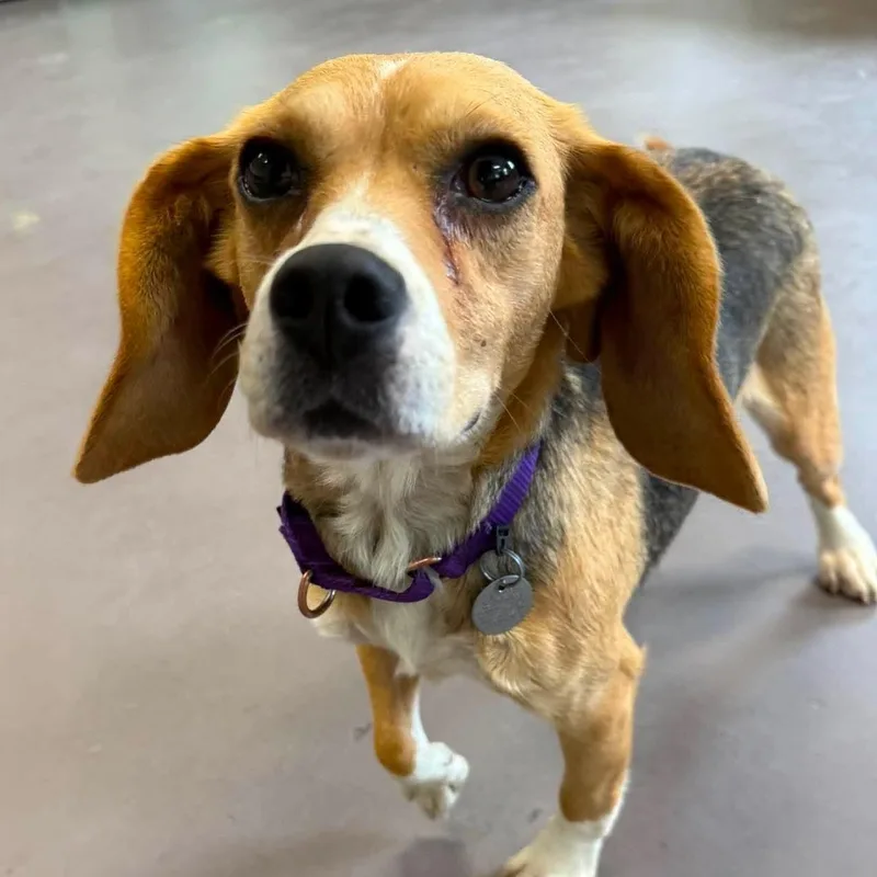 An adult small-sized female Beagle dog named June for adoption in Springfield, VT