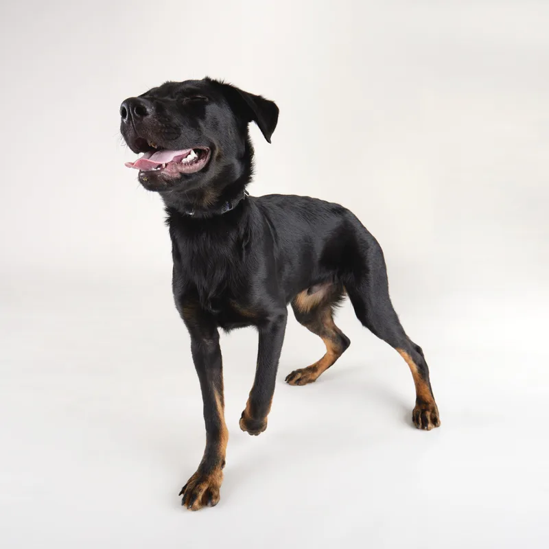 Pluto  Lively Young thumbnail 2