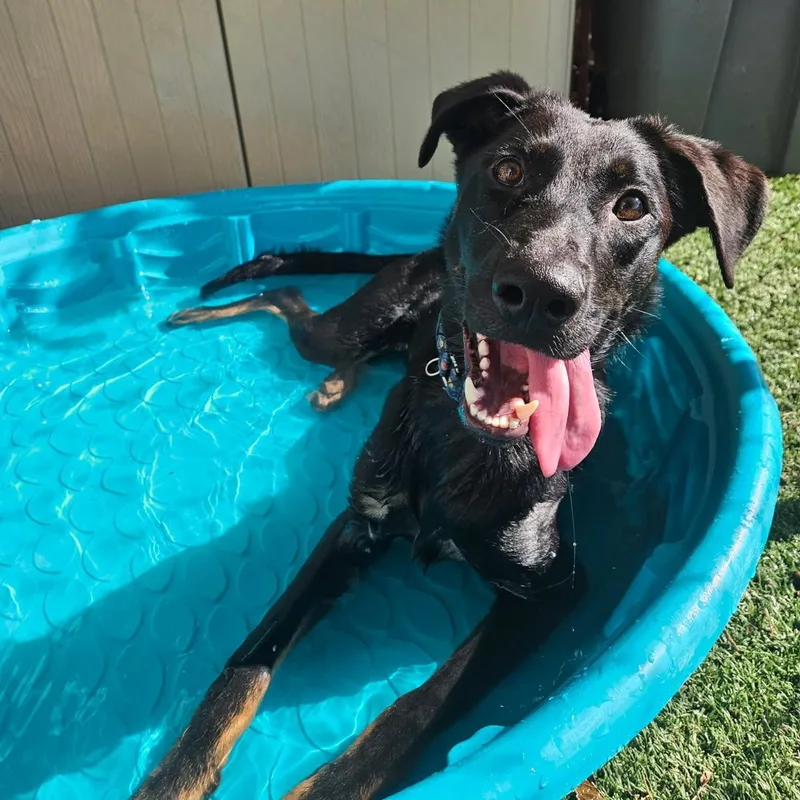 Pluto  Lively Young thumbnail 3