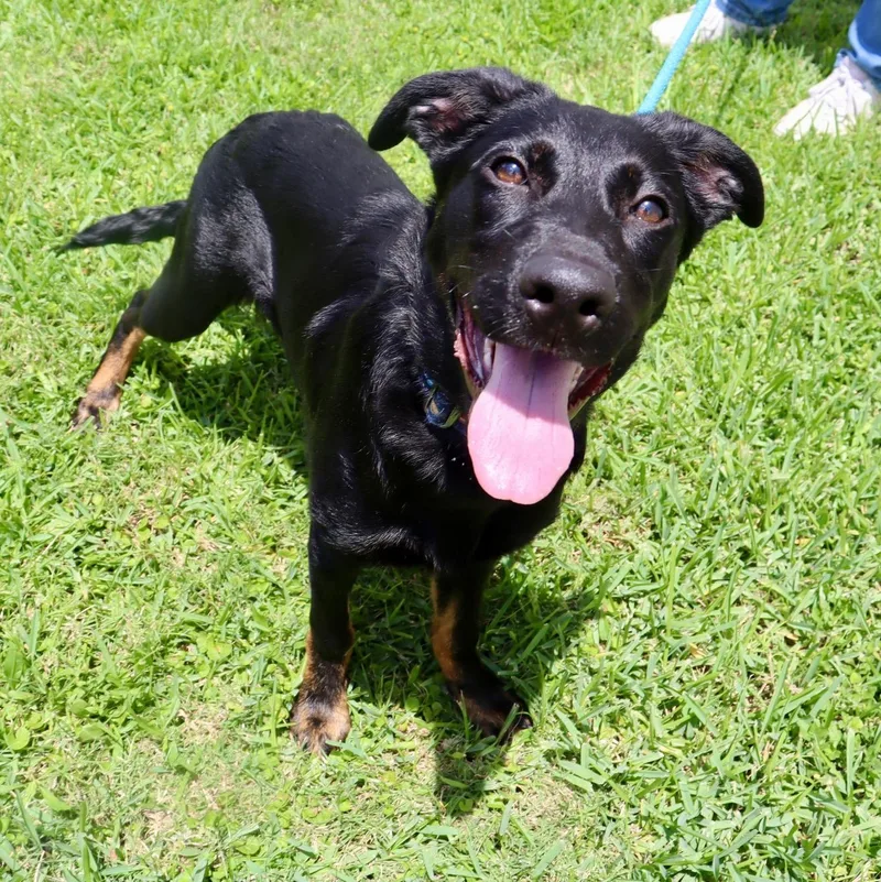 Pluto  Lively Young thumbnail 4