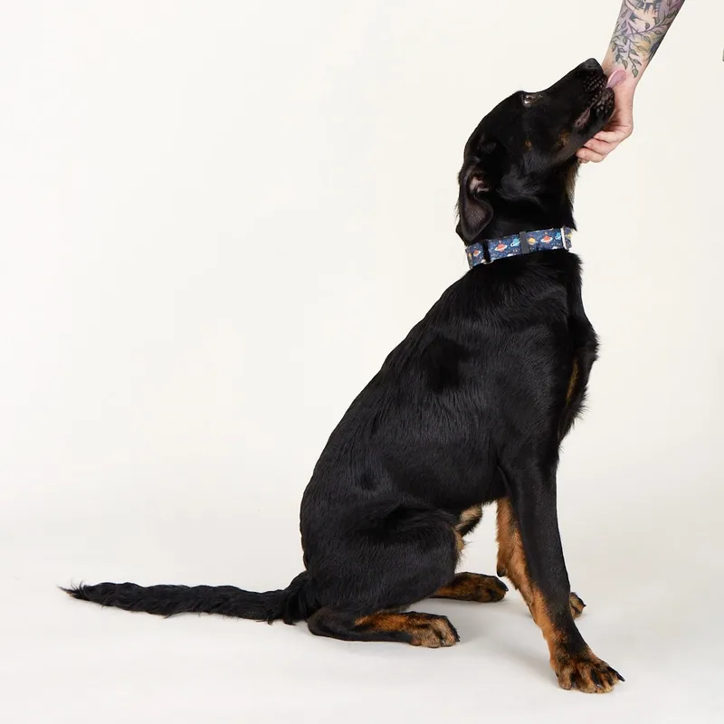 Pluto  Lively Young thumbnail 5