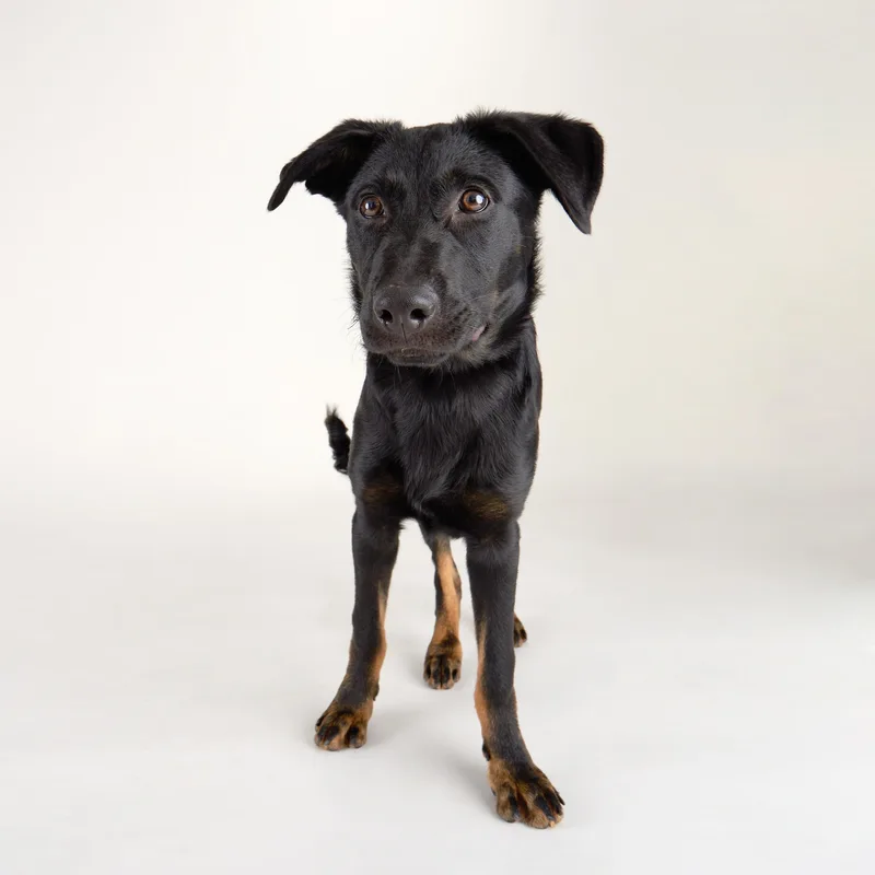 Pluto  Lively Young thumbnail 6