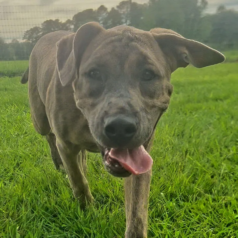 A baby large-sized female Apricot / Beige Catahoula Leopard Dog dog named Darcy for adoption in Sheridan, AR