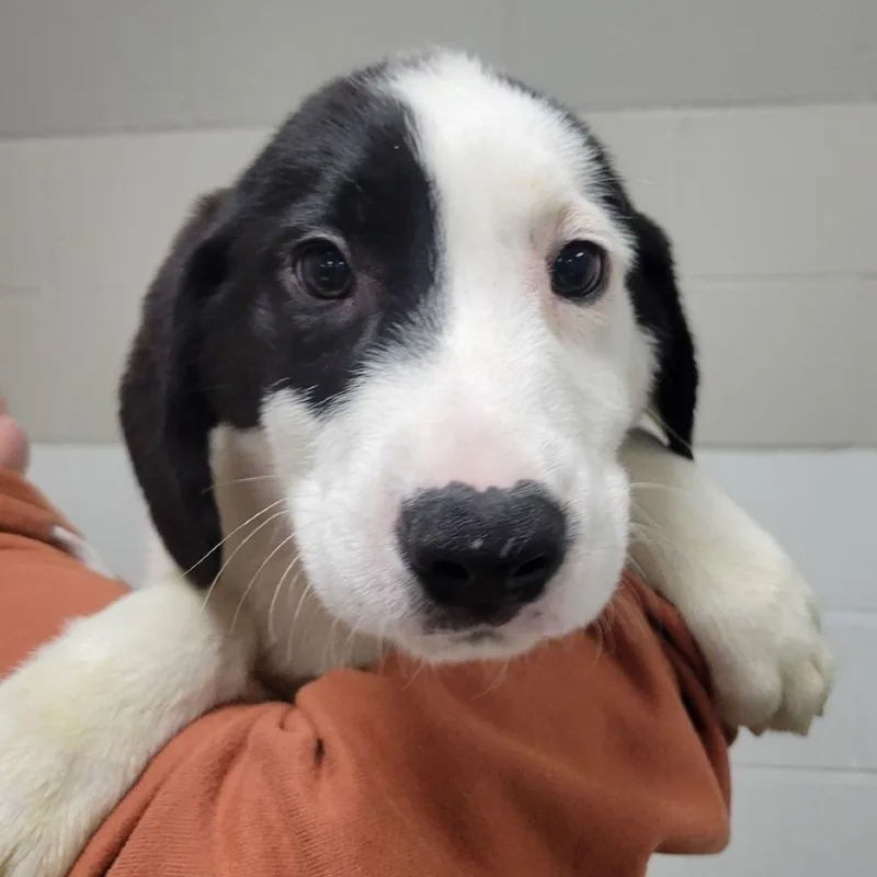A baby small-sized male White / Cream Mixed Breed dog named Gumbo for adoption in Grand Rapids, MI