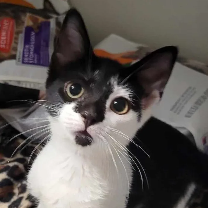 Cuddles thumbnail 3