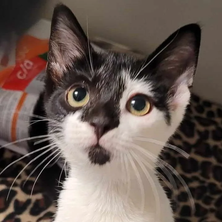 A baby medium-sized female Domestic Short Hair cat named Cuddles for adoption in Robinson, IL
