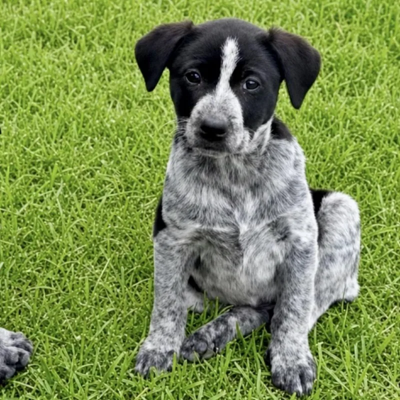 A baby medium-sized female White / Cream Australian Cattle Dog / Blue Heeler dog named Indigo for adoption in Huntsville, AL