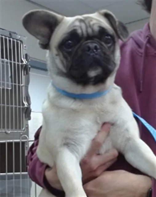 A young small-sized female Pug dog named Wilma for adoption in Salinas, CA