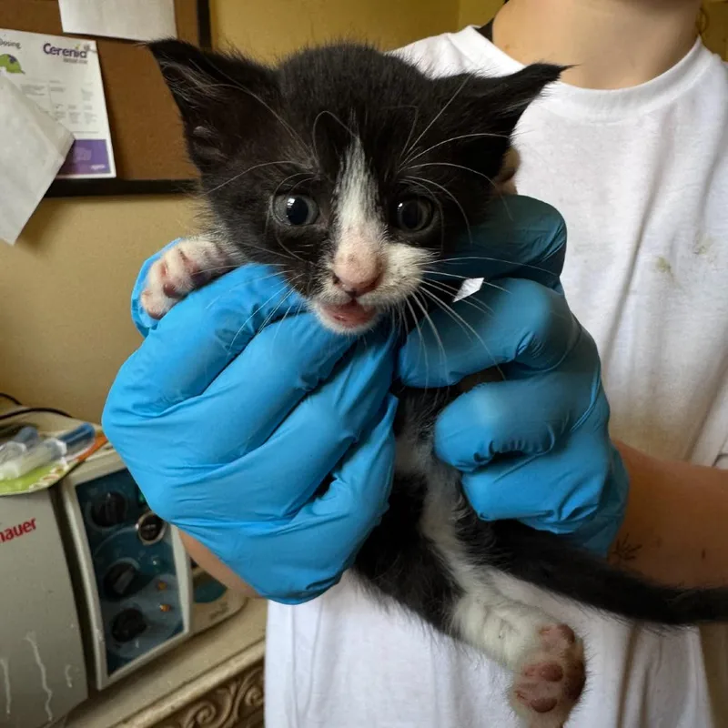 A baby small-sized male Black Domestic Short Hair cat named Reed for adoption in Corinth, MS