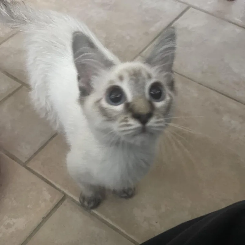 A baby small-sized female Siamese cat named Walden for adoption in Austin, TX