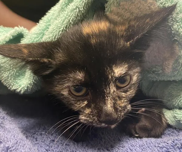 An adult medium-sized female Domestic Short Hair cat named Kaya for adoption in Oceanside, CA