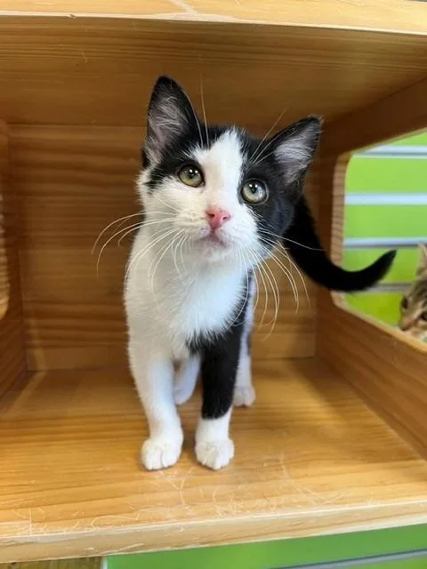 A young small-sized female Black & White / Tuxedo Domestic Short Hair cat named Fig for adoption in Tyler, TX