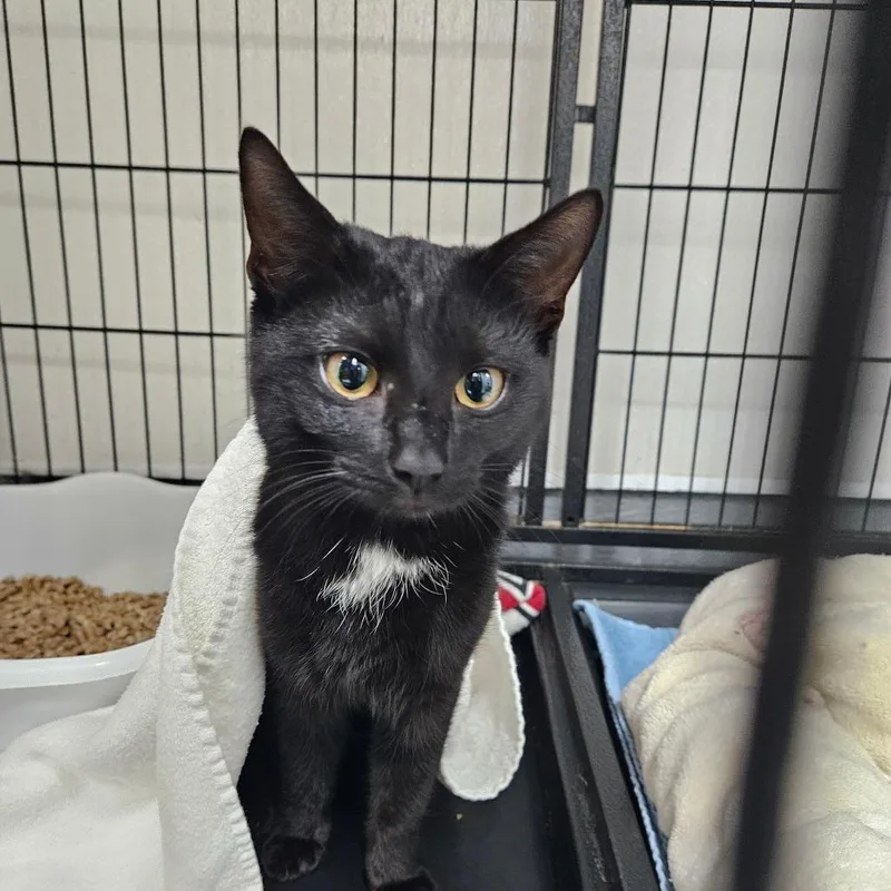 A young medium-sized female Black Domestic Short Hair cat named Ebony for adoption in Ridgely, MD