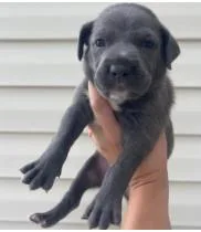 A baby medium-sized male Mixed Breed dog named Mop for adoption in West Chester, PA