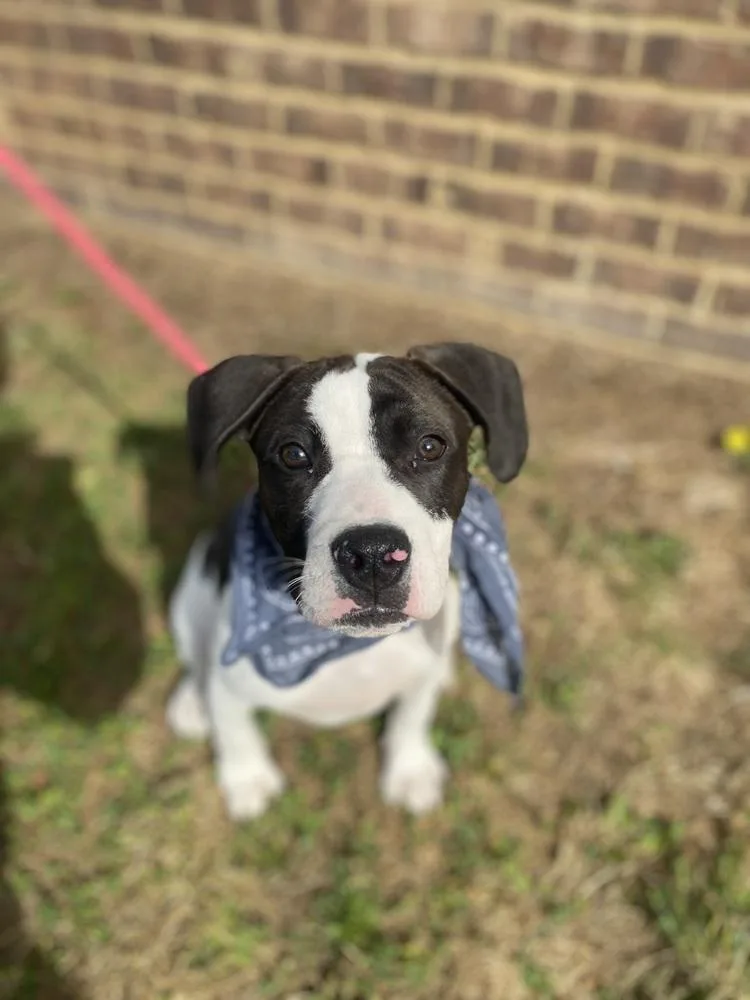 Kash