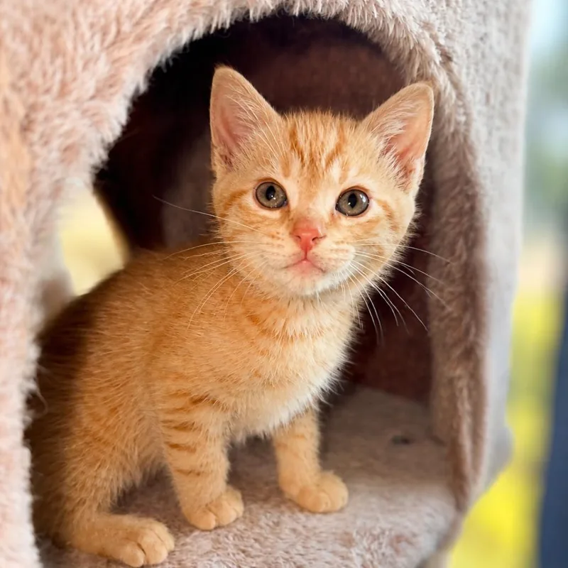 A baby small-sized male Orange / Red Domestic Short Hair cat named Phoenix for adoption in Inman, SC