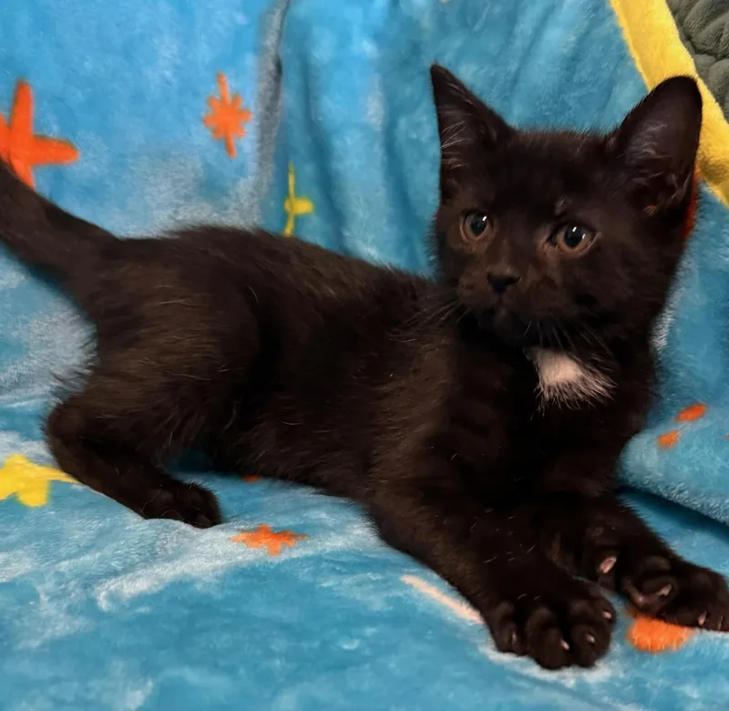 A baby medium-sized male Black Domestic Short Hair cat named Tae Kwan Do for adoption in Lexington, KY