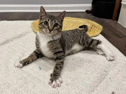 A baby small-sized female Domestic Short Hair cat named Twyla Tharpe for adoption in Fairfax, VA