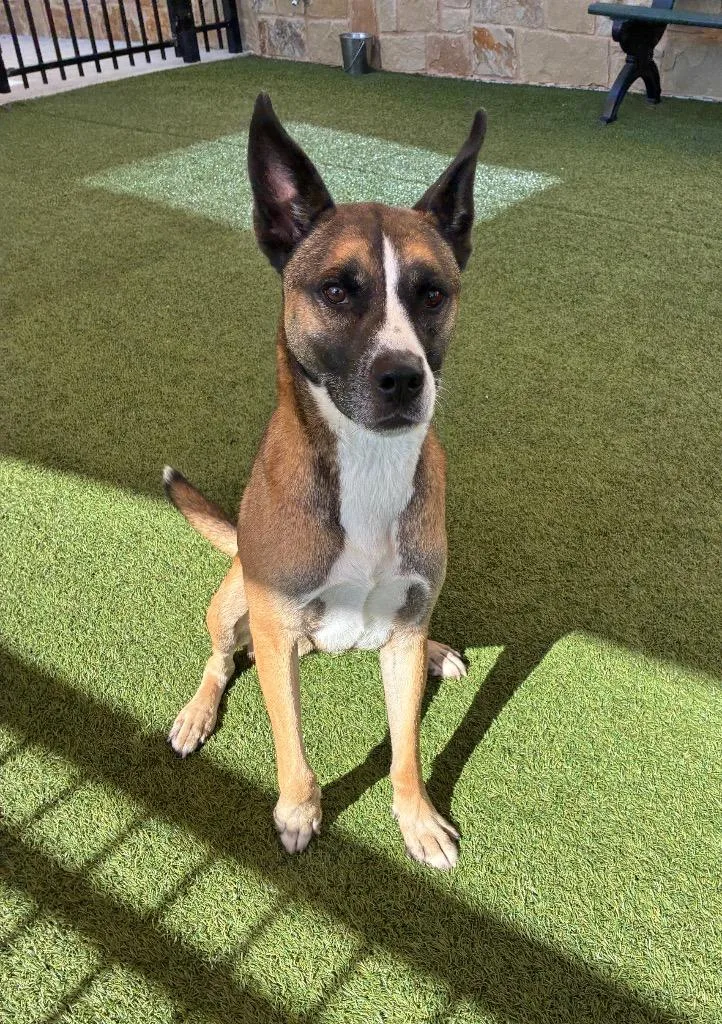 An adult large-sized male Belgian Shepherd / Malinois dog named Chevy for adoption in Seguin, TX