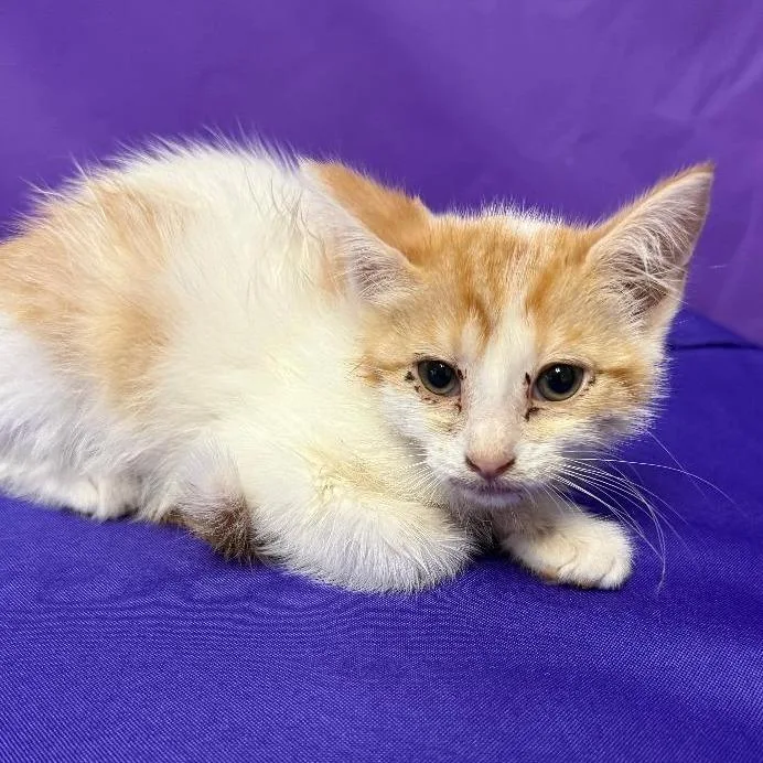 A baby small-sized female White Domestic Short Hair cat named Rosetta for adoption in North Myrtle Beach, SC