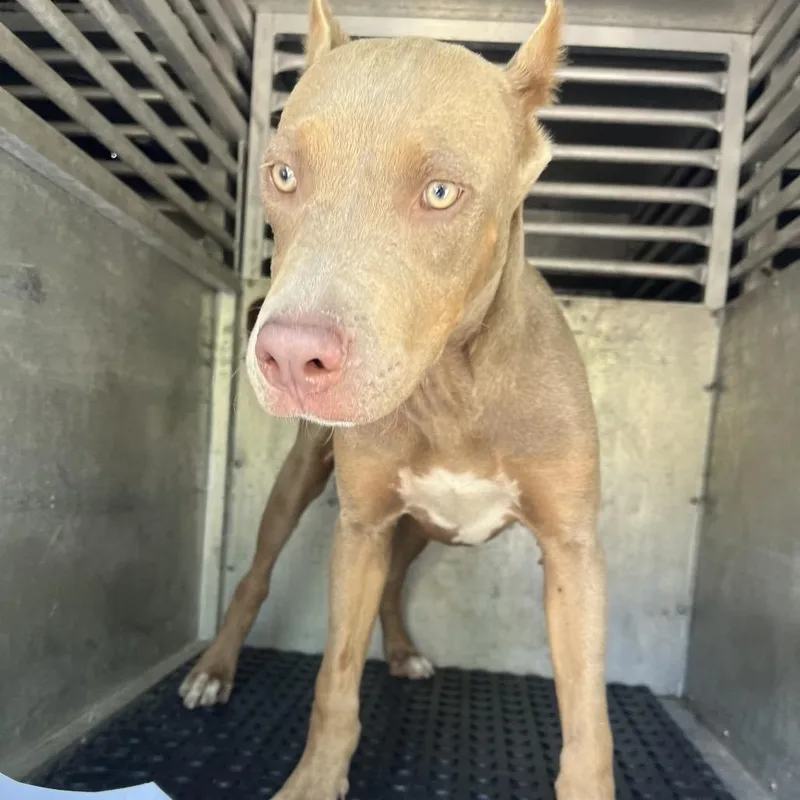A young medium-sized male Yellow / Tan / Blond / Fawn Pit Bull Terrier dog named Po for adoption in Edinburg, TX
