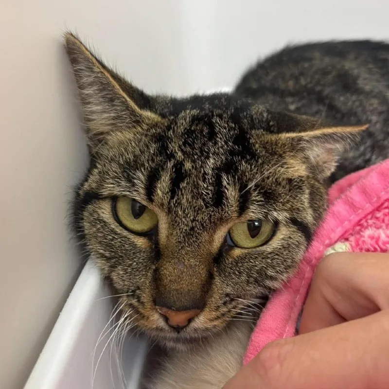 An adult medium-sized female Brown / Chocolate Domestic Short Hair cat named Honey for adoption in Rocky Mount, VA