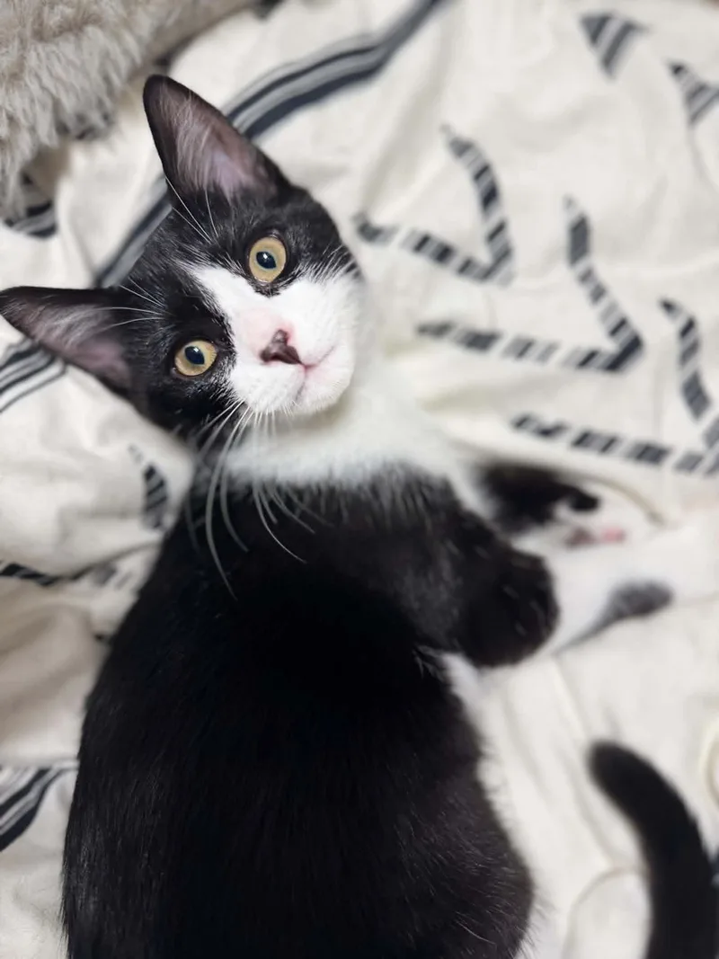A baby medium-sized female Black & White / Tuxedo Domestic Short Hair cat named Sesame AND Cayenne for adoption in Gonic, NH
