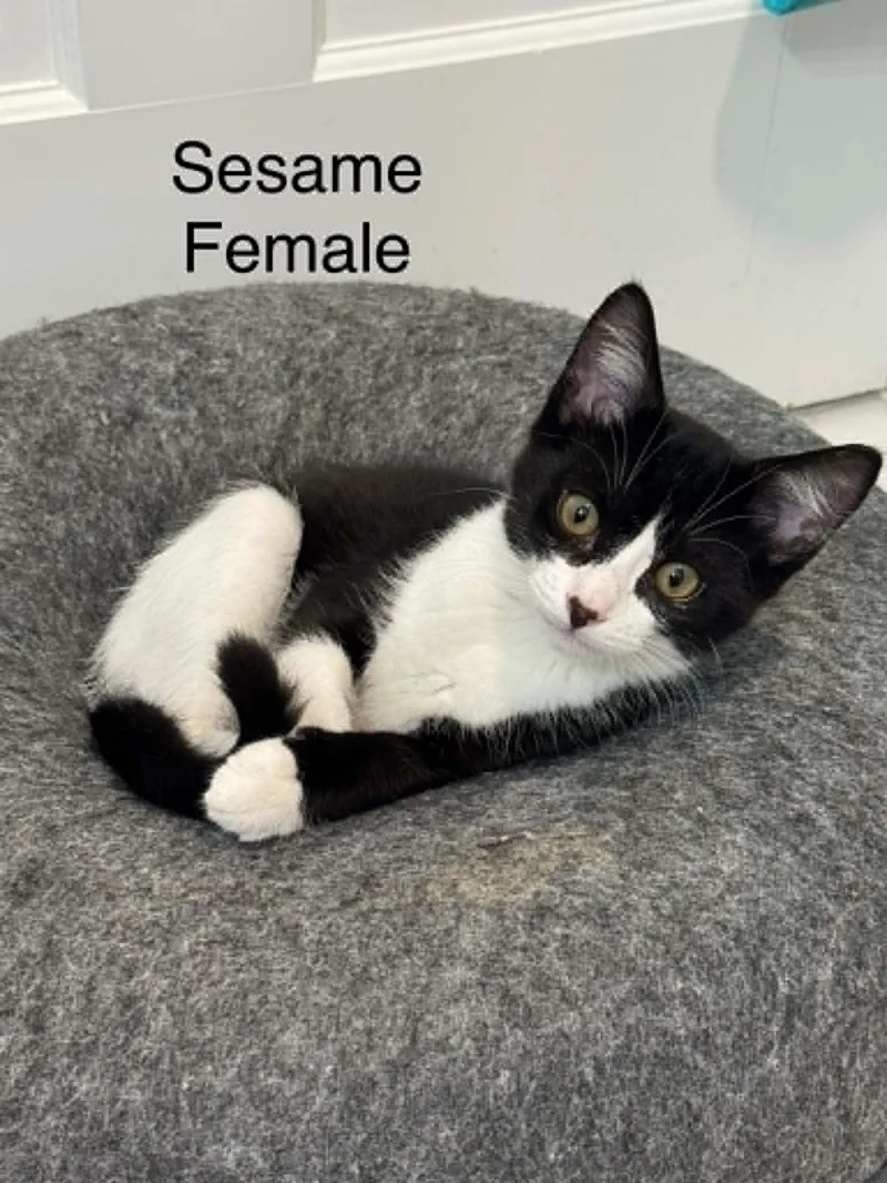 Sesame AND Cayenne thumbnail 3