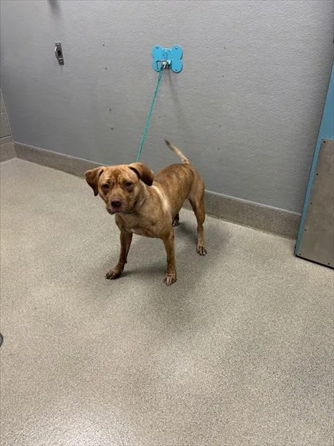 A young large-sized female Pit Bull Terrier dog named Roxy for adoption in Las Vegas, NV