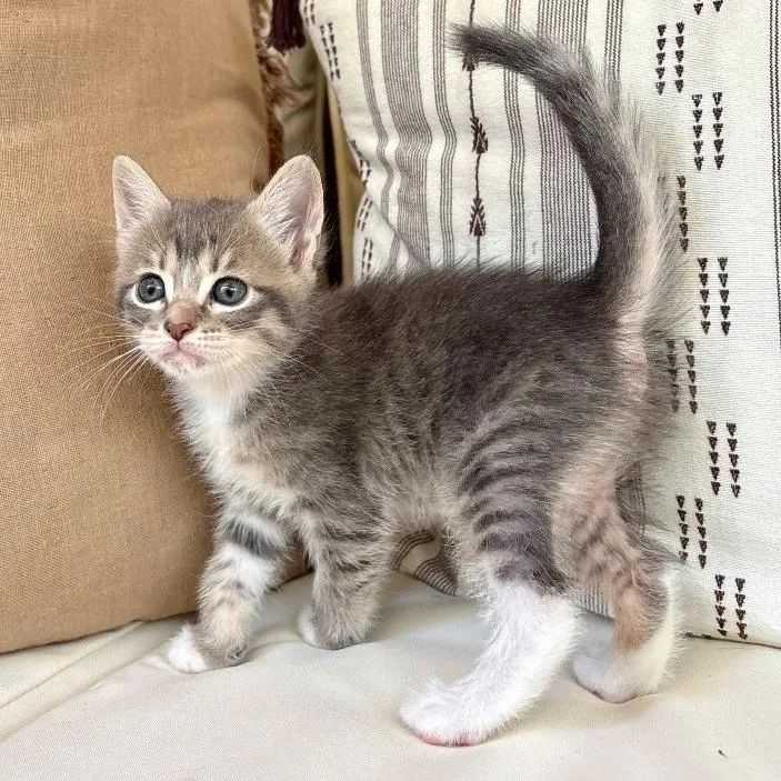 A baby small-sized female Gray / Blue / Silver Domestic Short Hair cat named Kerbie for adoption in Austin, TX