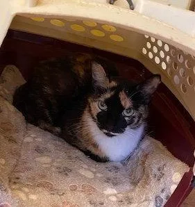 A young medium-sized female Domestic Short Hair cat named Baffi for adoption in Escondido, CA