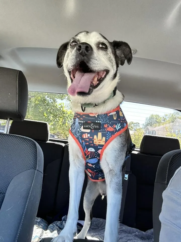 A senior medium-sized male Brindle Terrier dog named Henry for adoption in Pegram, TN