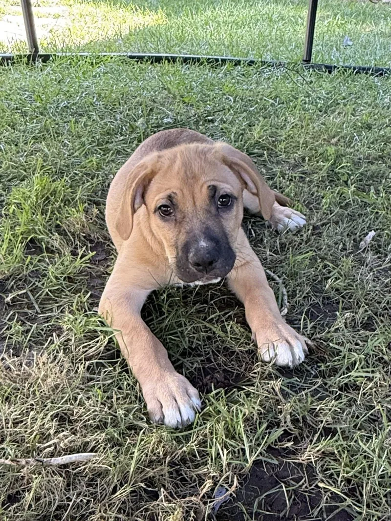 A baby medium-sized male Apricot / Beige American Bully dog named Jonah for adoption in tracy, CA