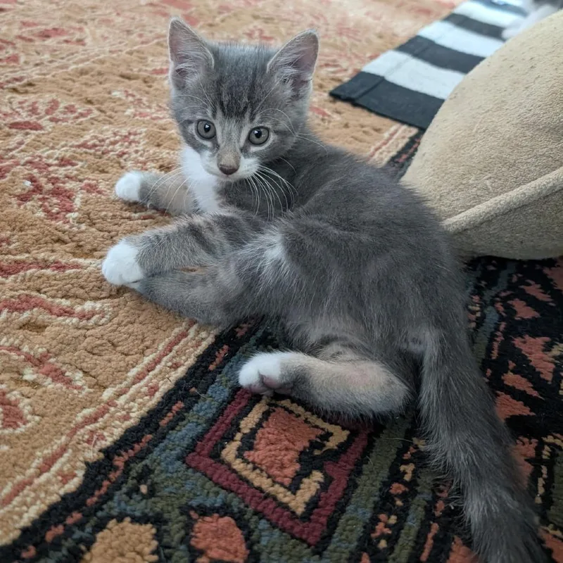 A baby small-sized female Gray / Blue / Silver Domestic Short Hair cat named Bobbi for adoption in Folsom, LA