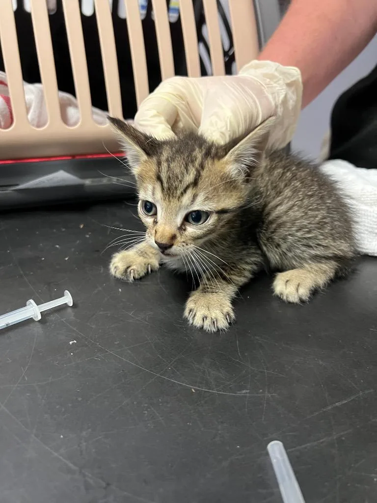 A baby medium-sized male Domestic Short Hair cat named Dipper for adoption in New Braunfels, TX