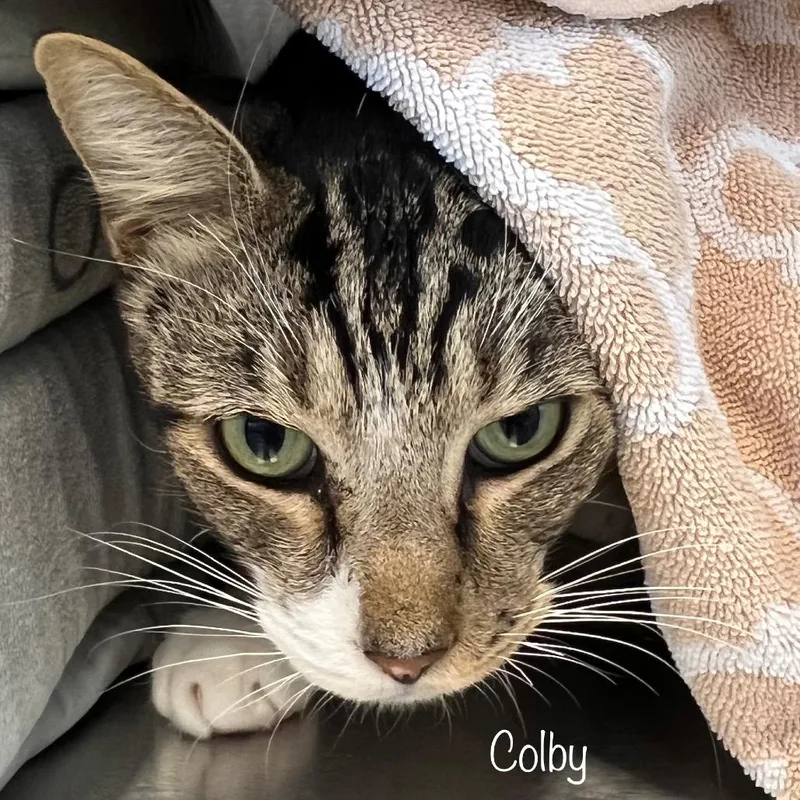 An adult large-sized male Domestic Short Hair cat named Colby for adoption in Knoxville, TN