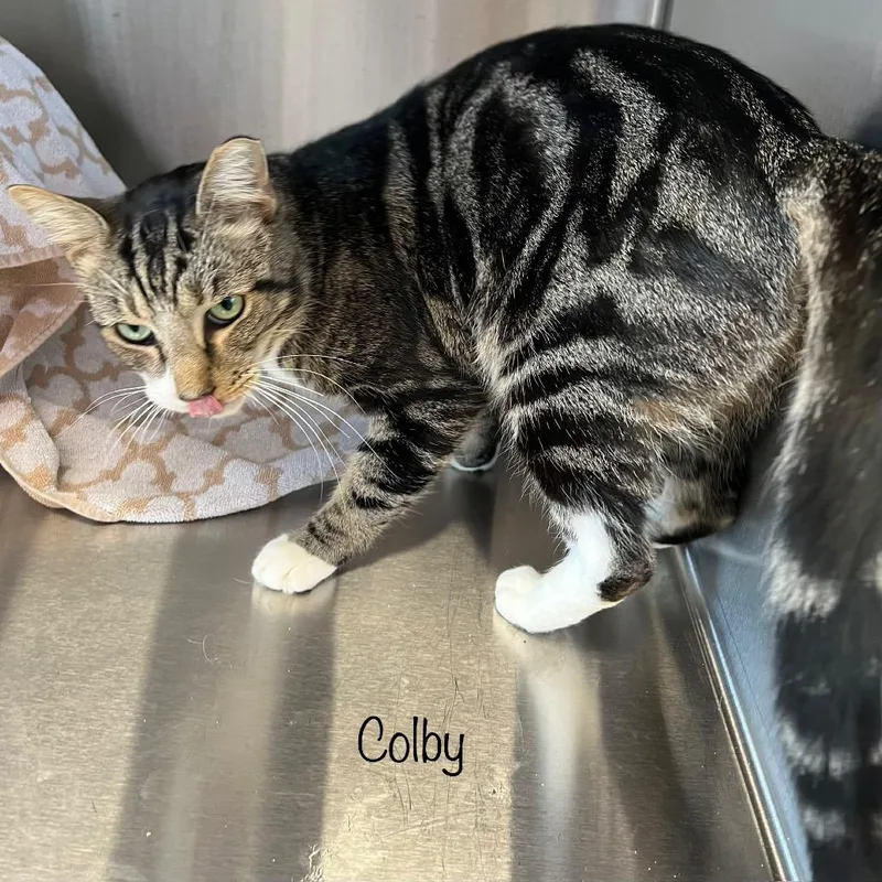Colby thumbnail 2
