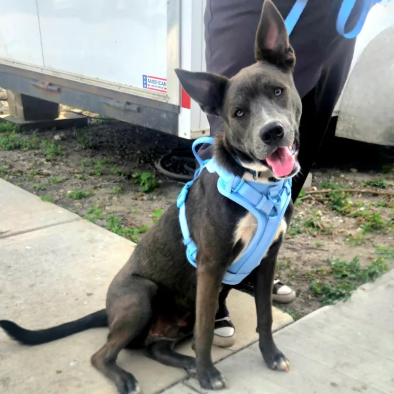 A young medium-sized male Gray / Blue / Silver American Staffordshire Terrier dog named Dawson for adoption in CORPUS CHRISTI, TX