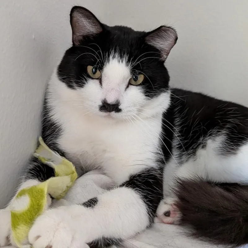 An adult large-sized male Black & White / Tuxedo Domestic Short Hair cat named Hammy for adoption in Renton , WA