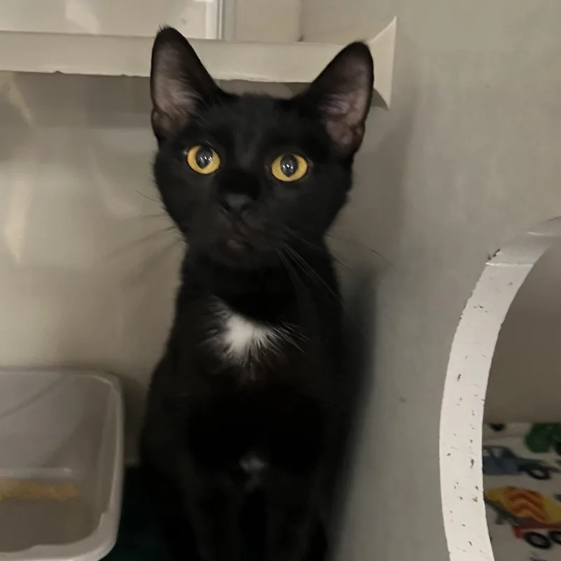 A young medium-sized female Black Domestic Short Hair cat named Danielle for adoption in Fairport, NY