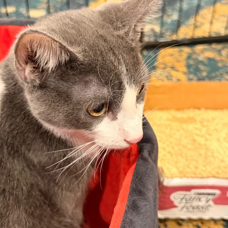 A baby small-sized male Gray / Blue / Silver Domestic Short Hair cat named Sterling for adoption in Los Angeles, CA
