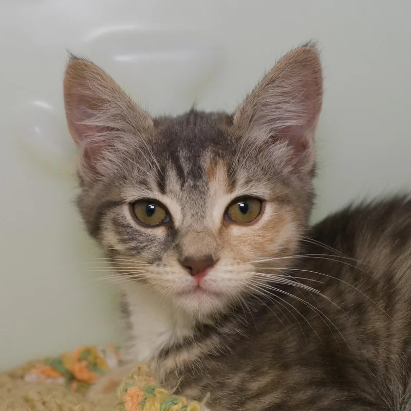 A baby medium-sized female Domestic Short Hair cat named Velma Dinkley for adoption in Shoreline, WA